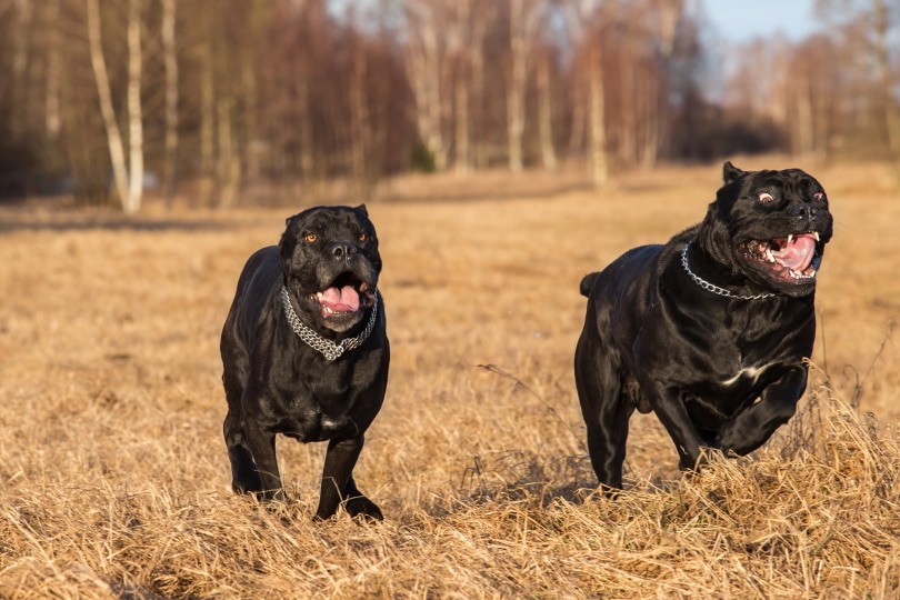 two cane corso dog running