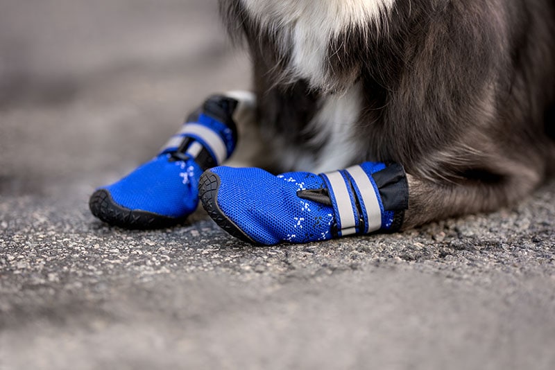 close up of dog wearing dog boots outdoors