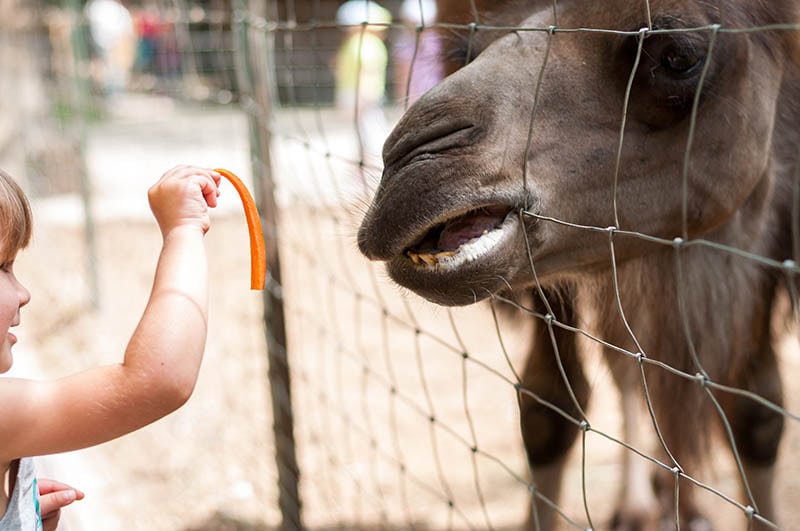 little girl feeding carrot on a zoo