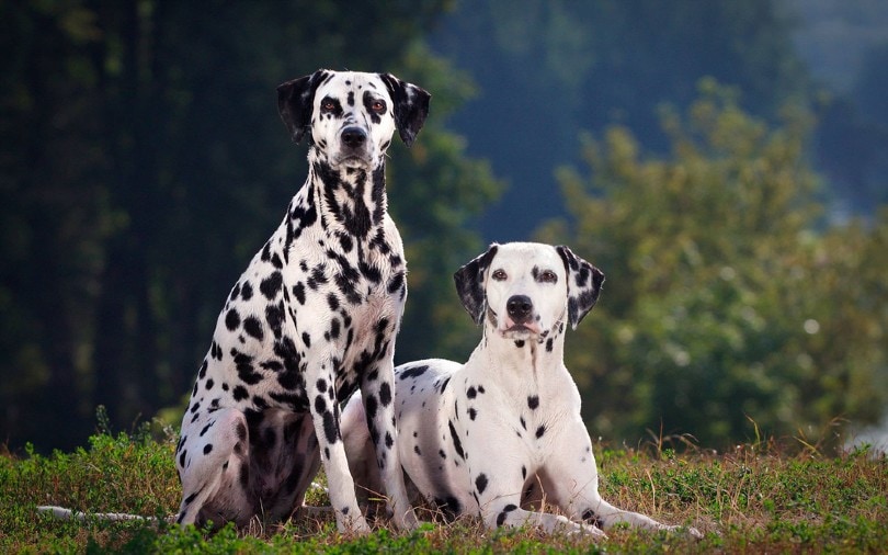 two dalmatian dogs