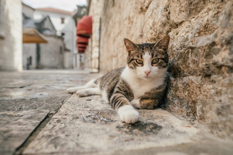 Cute stray cat relaxing on a sidewalk in the Old Town of Kotor
