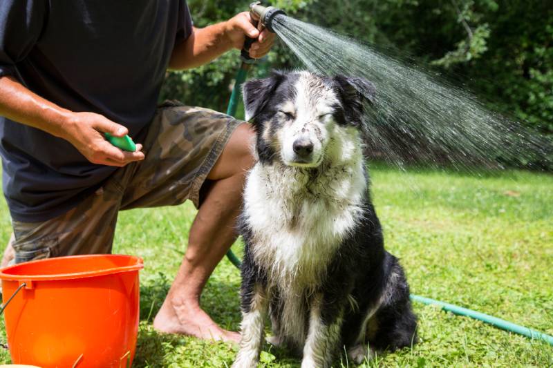 muddy australian sheperd dog being bathed by owner