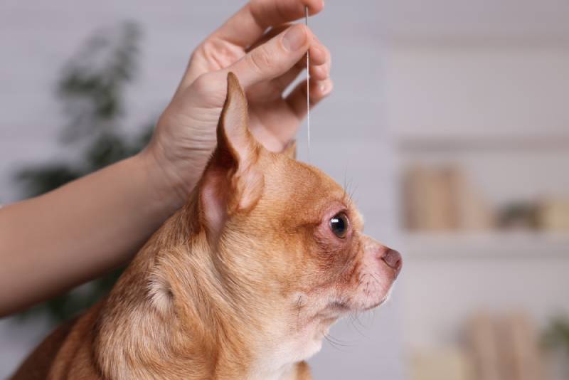 vet performing acupuncture on dog