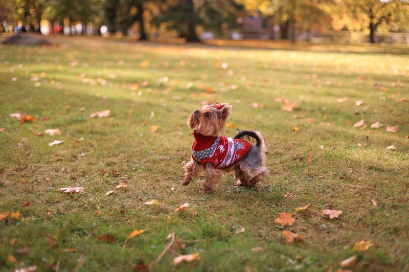 dog wearing sweater in a park