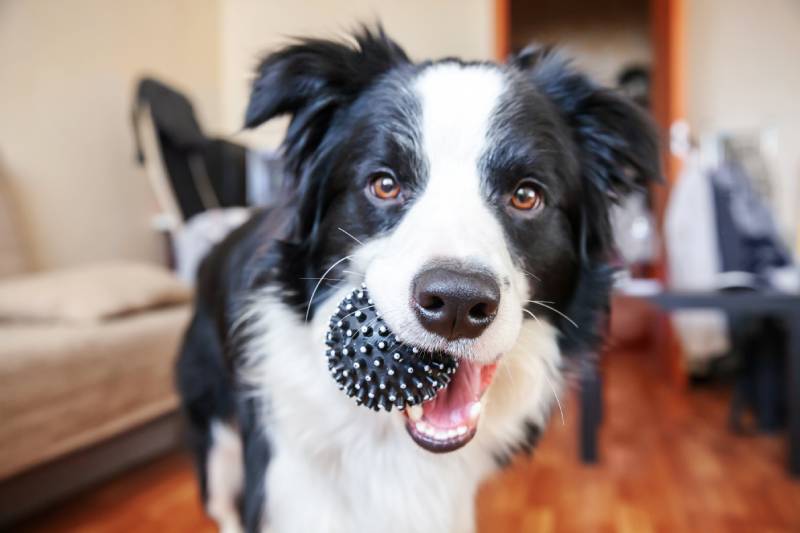 border collie dog holding black toy ball in mouth