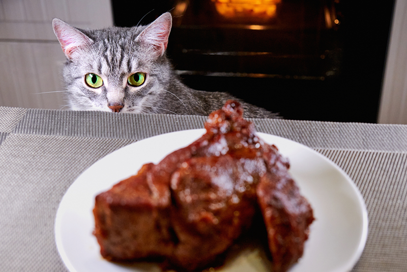 Cat Starring steak