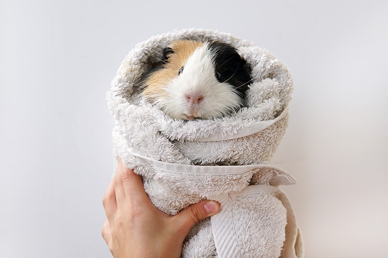 hand holding guinea pig wrapped on towel