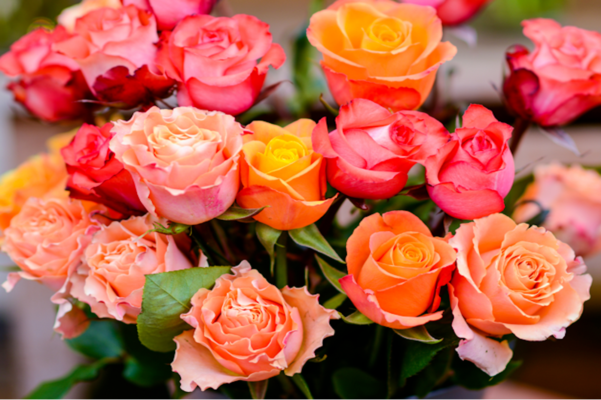 Get a Special Deal on Valentine's Day Roses