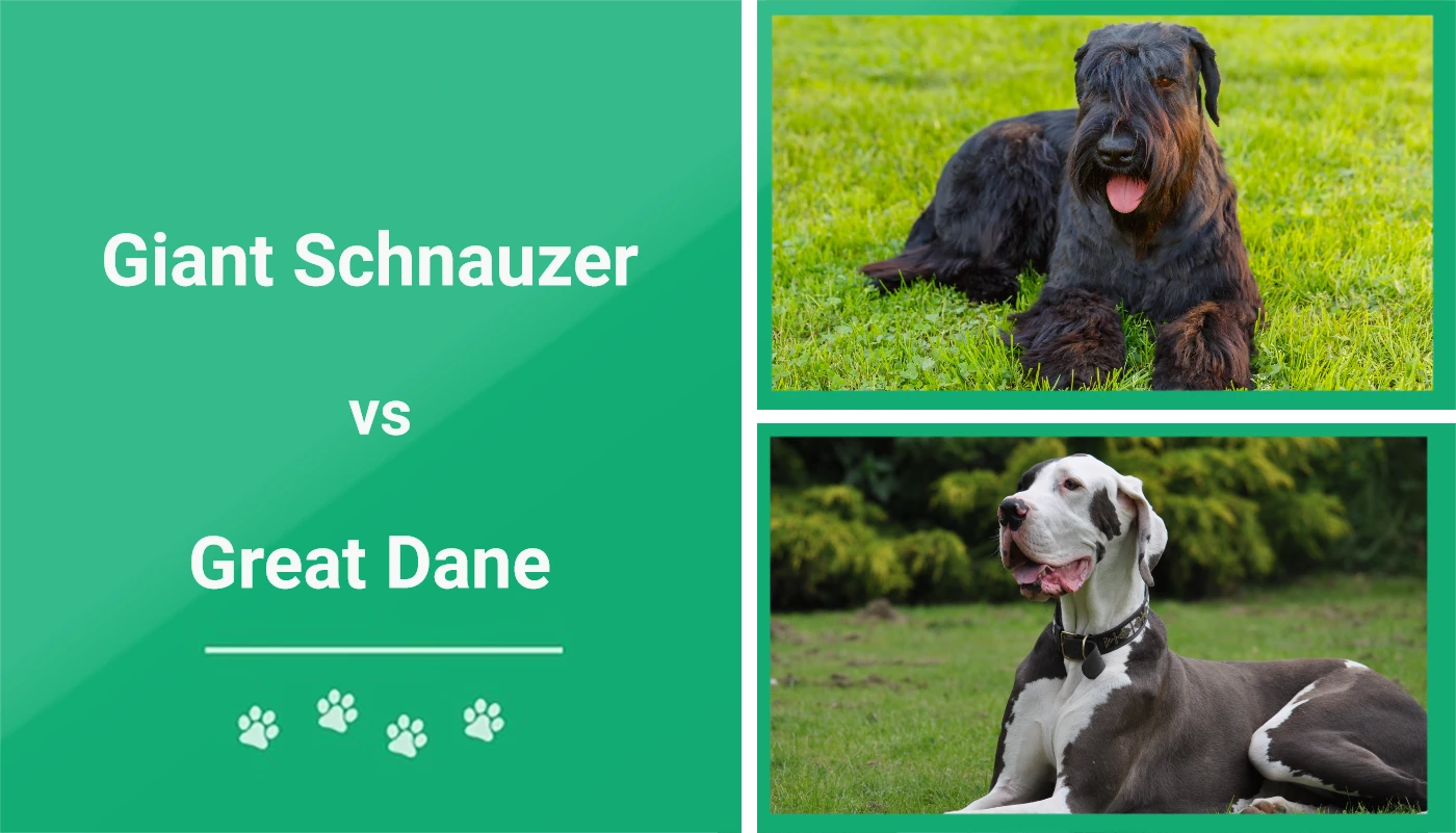 Giant Schnauzer vs Great Dane - Featured Image