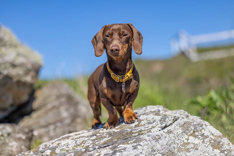 miniature chocolate dachshund standing on rock