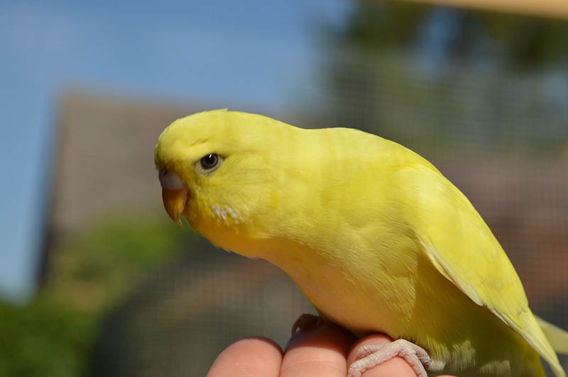 yellow canary perched on person