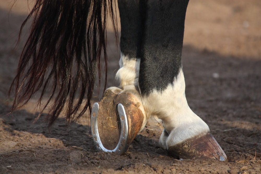 Black and white horse hoofs with horseshoe