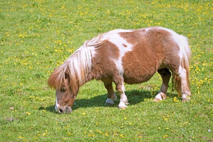 miniature horse in grass_Peter is Shaw 1991_Shutterstock