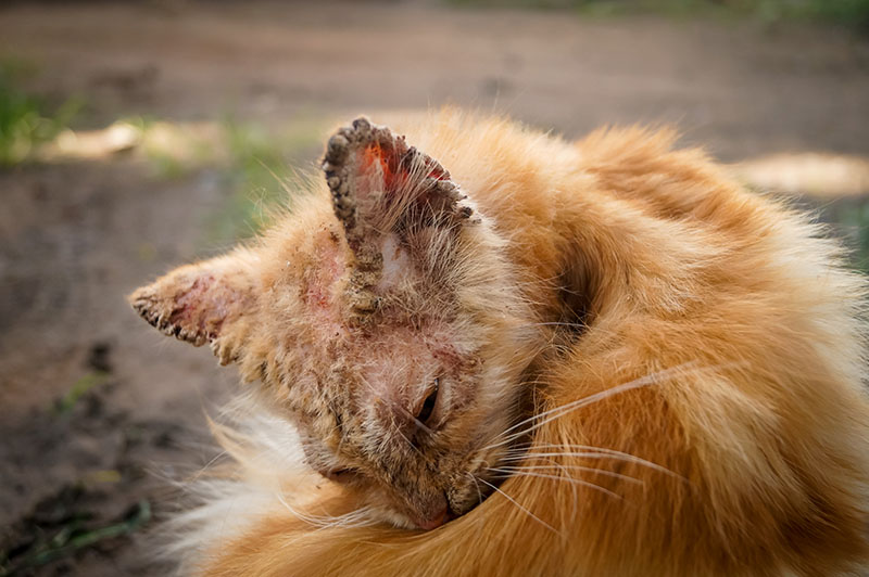 Cat with clinical sign of sarcoptic mange infection