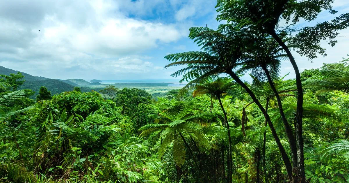 Daintree Rainforest, Cairns, Australia