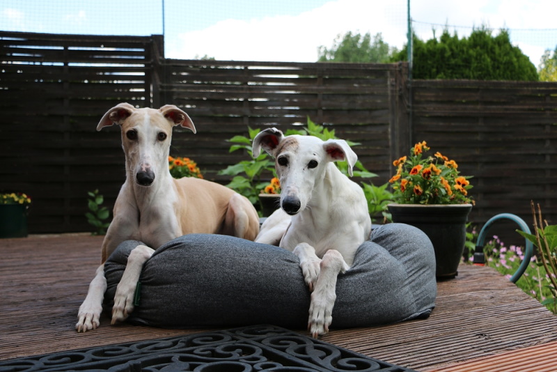 two sighthounds on the terrace