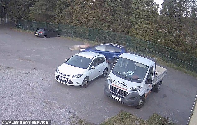 The moment Rebecca Thomas, 37, hit her ex-boyfriend David Robinson, 45, with her car after spending the evening drinking