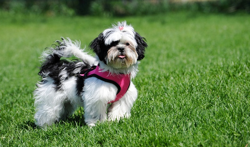 10 Best Harnesses for Shih Tzus in 2023: Reviews & Top Picks