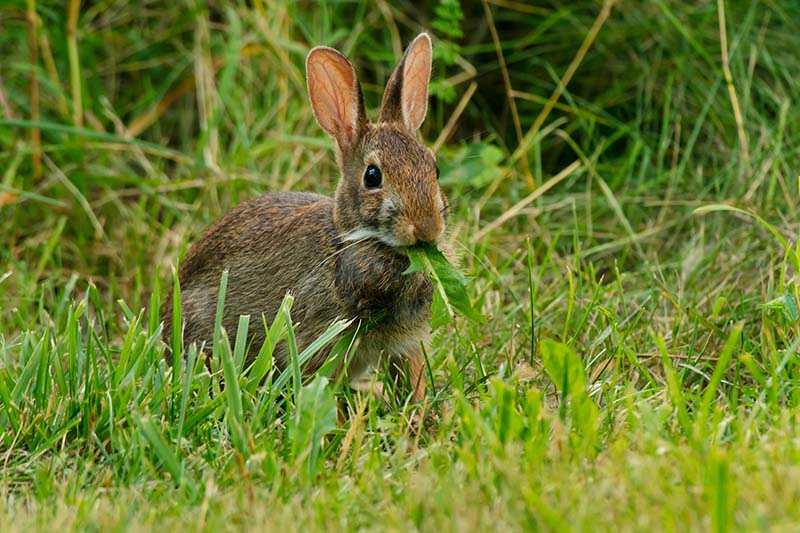 An Eastern Cottontail is standing in the grass