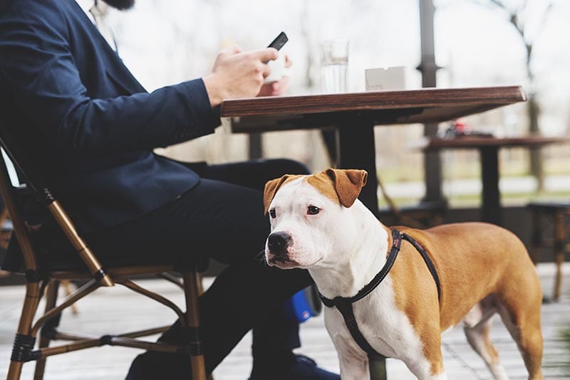 Dog with its owner at a coffee shop.