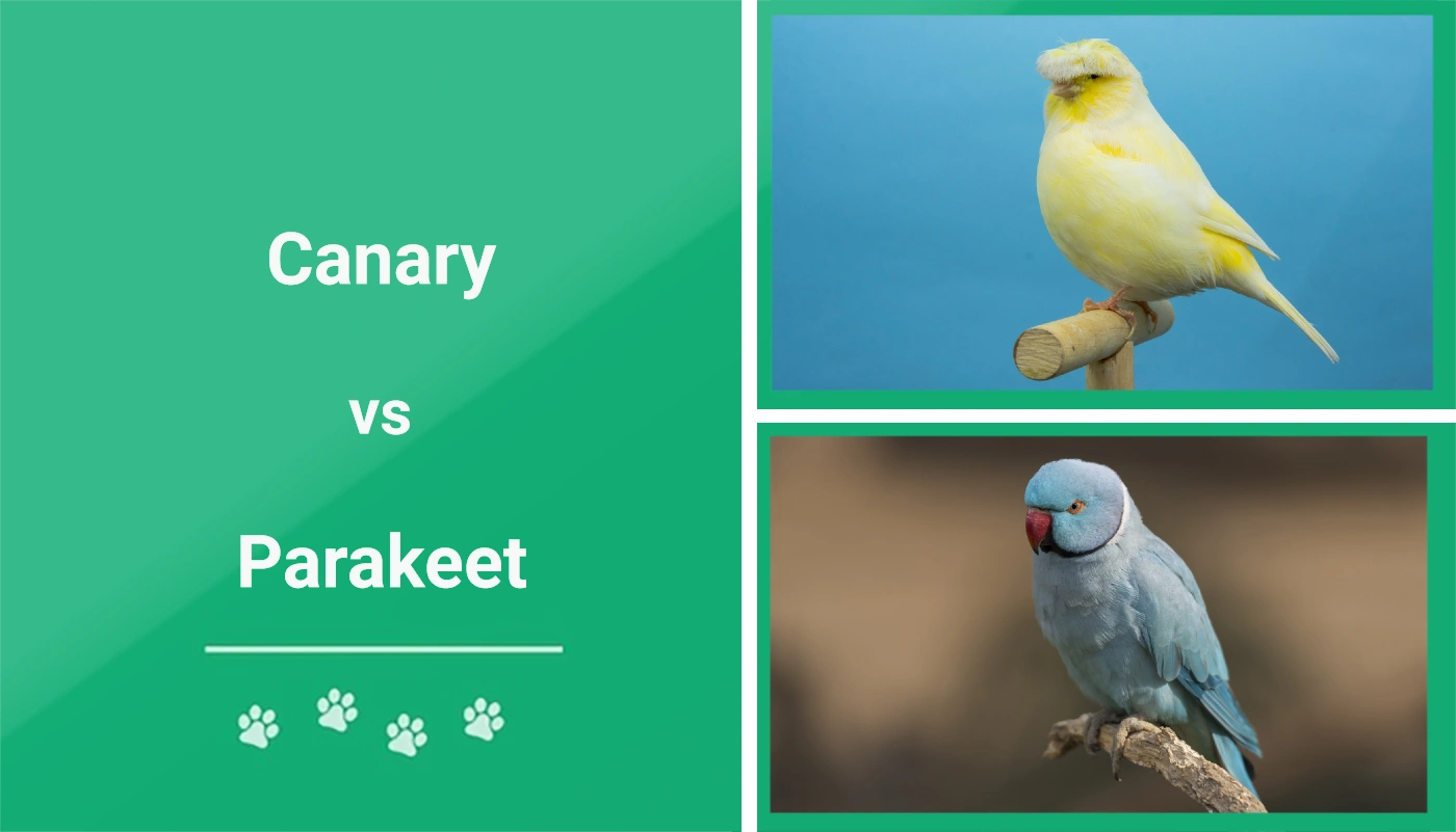 Canary vs Parakeet - Featured Image