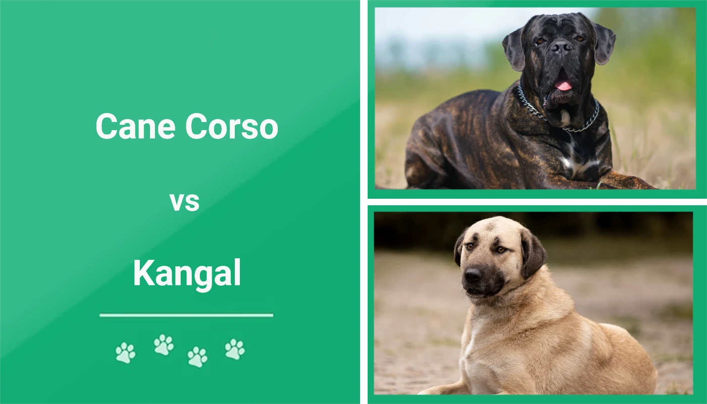 Cane Corso vs Kangal - Featured Image