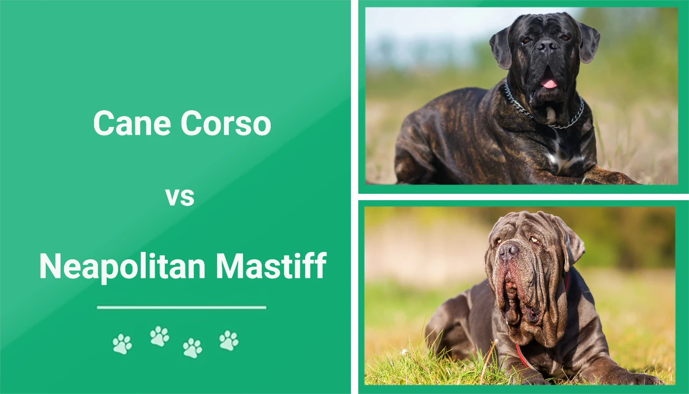 Cane Corso vs Neapolitan Mastiff - Featured Image