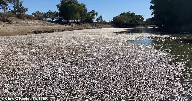Up to one million fish have died in a fresh water catchment in NSW
