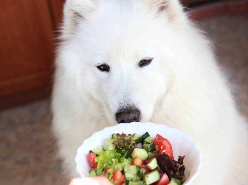 white samoyed dog looks at a plate of vegetable salad