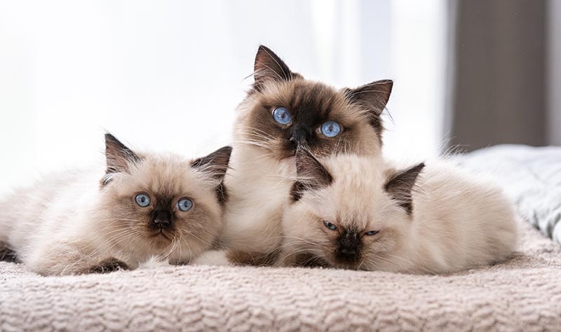 ragdoll cat with its kittens