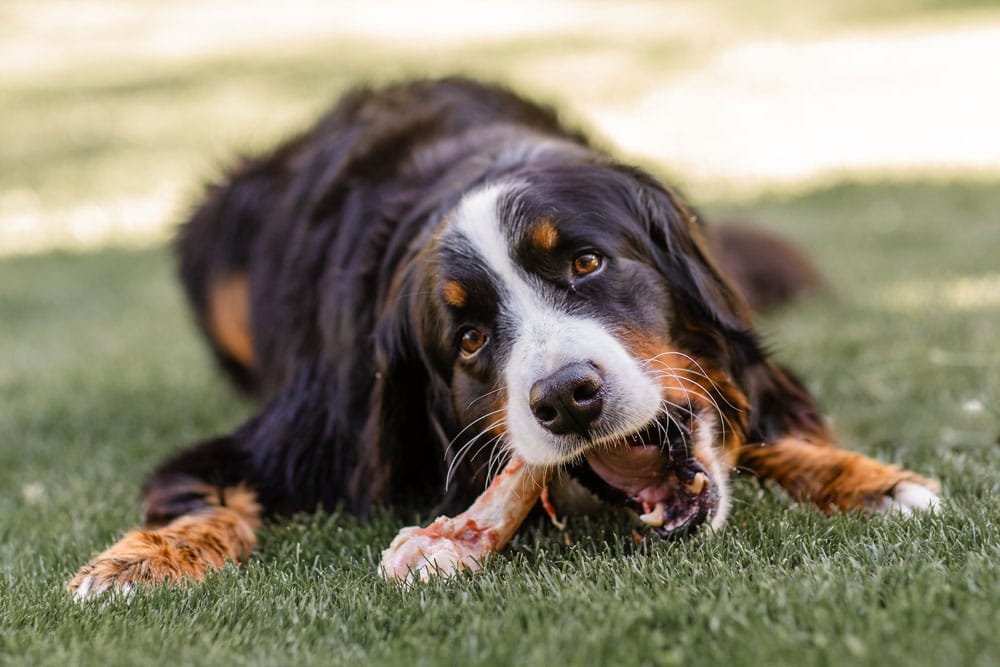 black & brown Bernese Mountain Dog chewing on bone