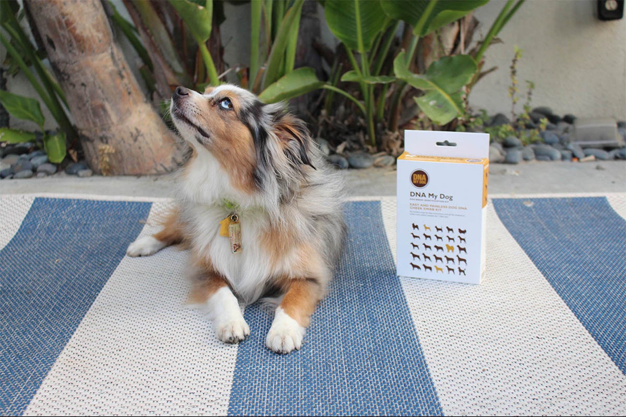 Support Female Entrepreneurs and Save on This Bestselling Doggy DNA Kit