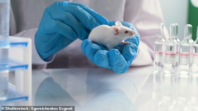 The researchers reported complete tumour regression in 80% of the trial mice