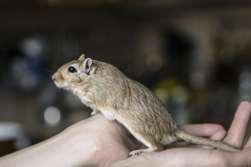 gerbil mice in humans hand