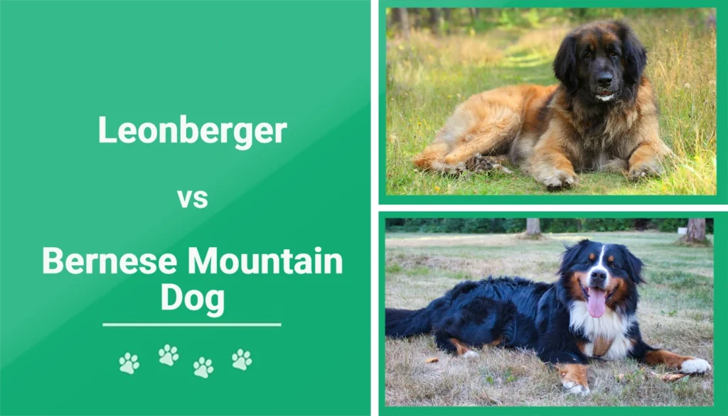 Leonberger vs Bernese Mountain Dog - Featured Image
