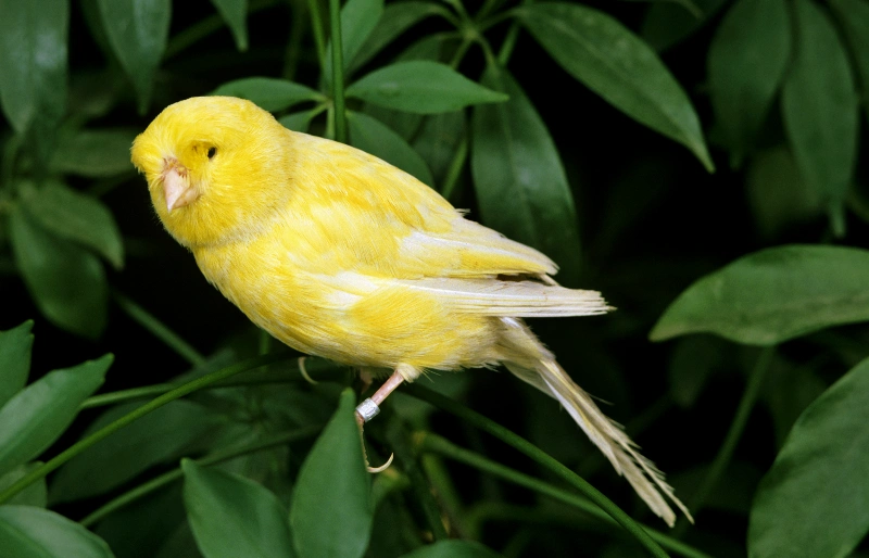 adult Norwich canary (serinus canaria) bird