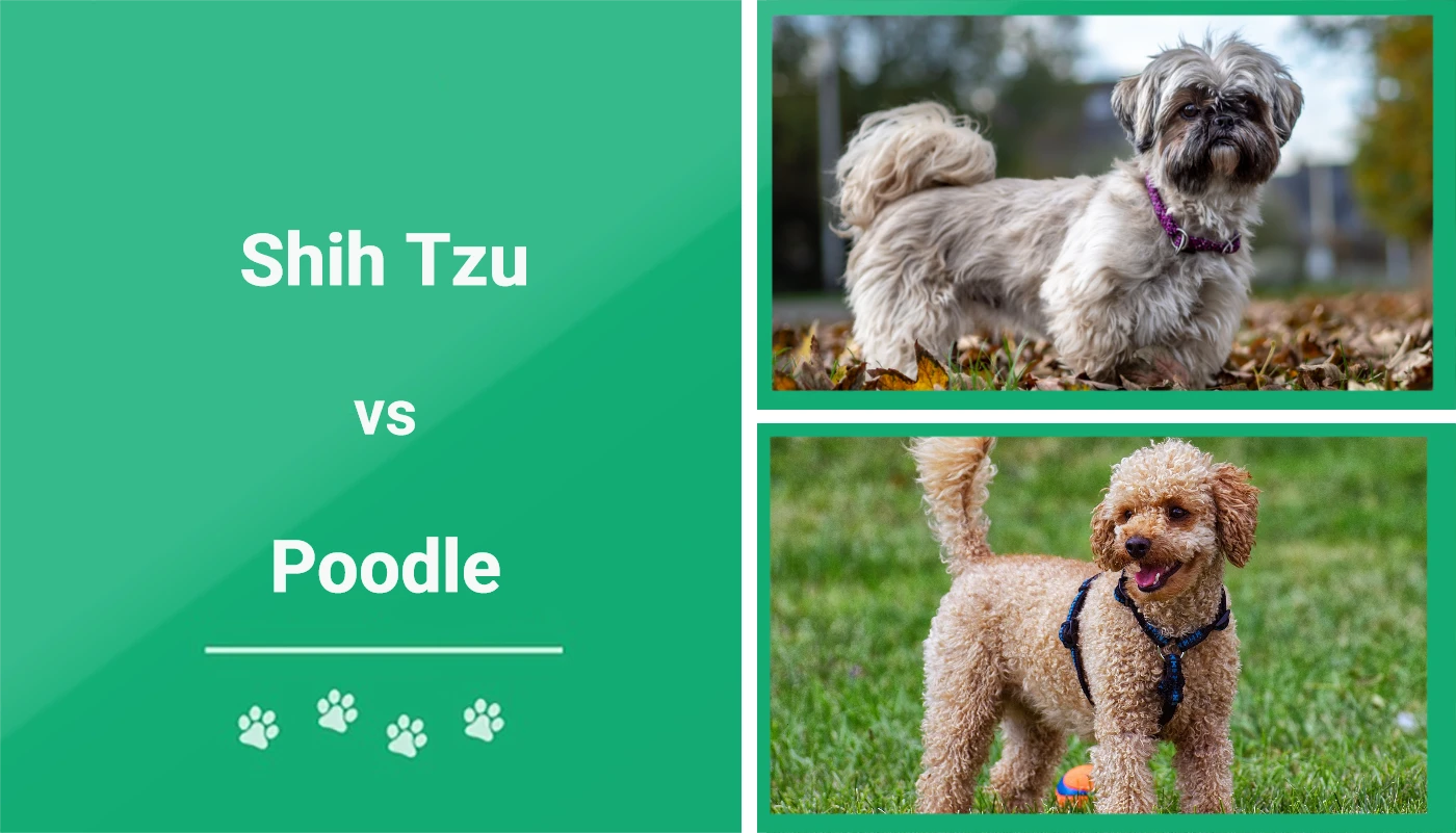 Shih Tzu vs Poodle - Featured Image