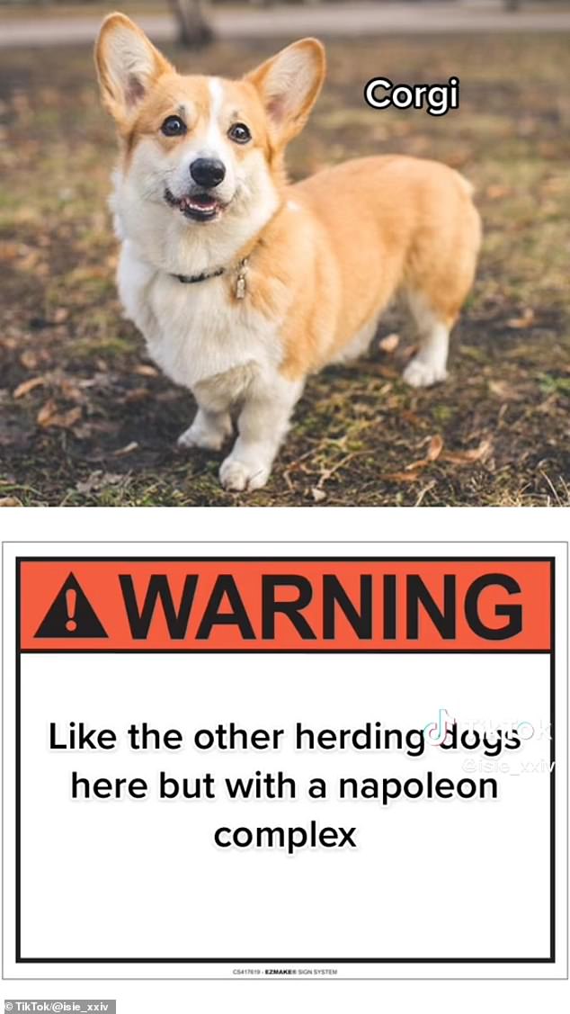 This popular herding dog is known to have a bit of a