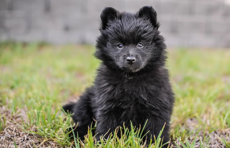 black pomeranian puppy on grass