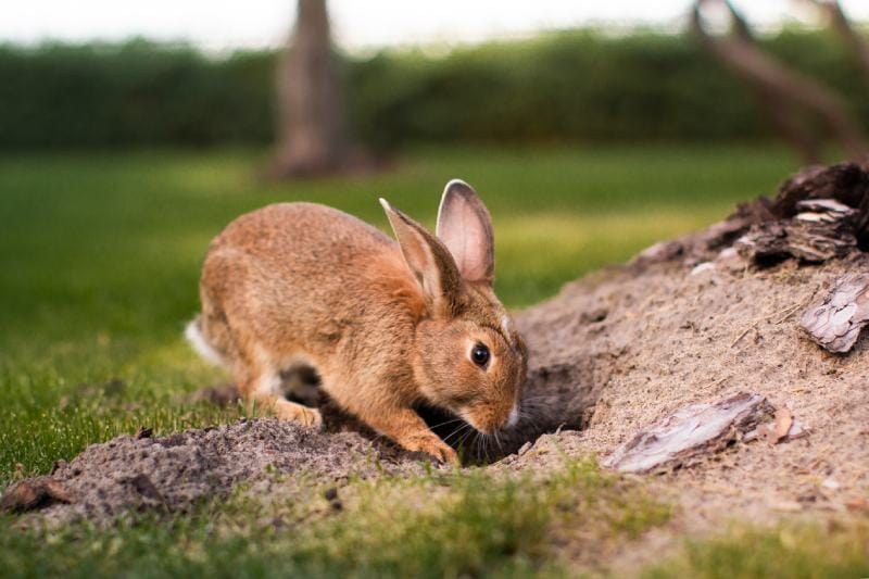 rabbit is digging a hole