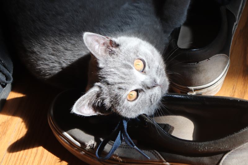 Grey Short Haired Kitten rubbing against the shoes