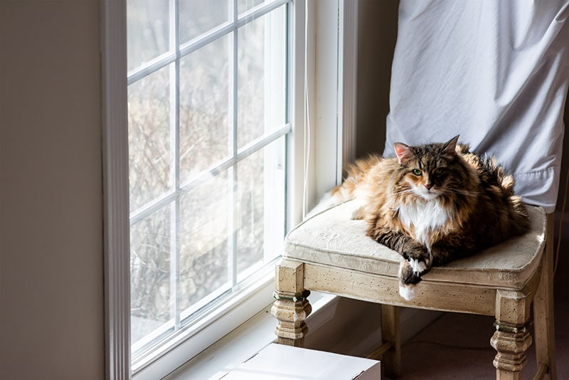 maine coon calico cat resting and crossing paws