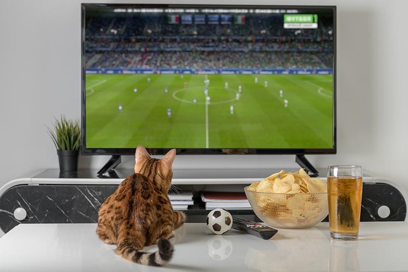 cat watching football with beer and chips