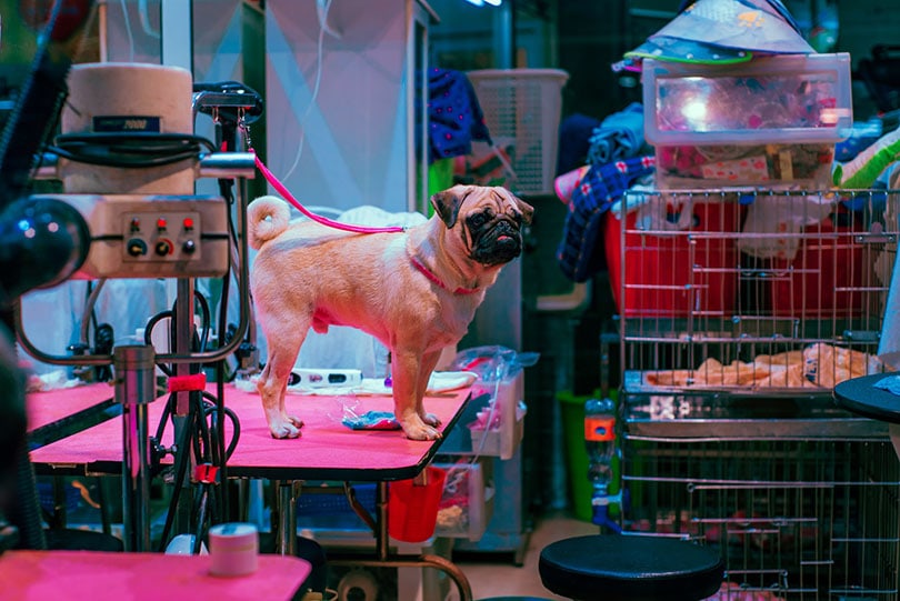 pug dog on a grooming table in a pet shop