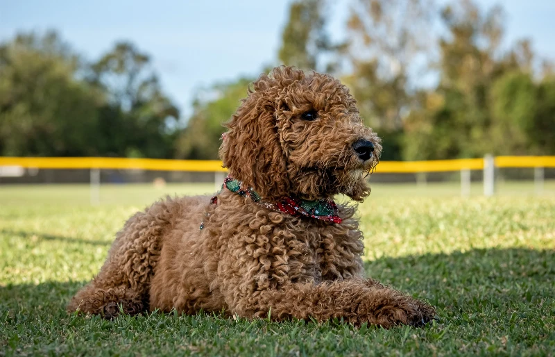 goldendoodle lying on the grass