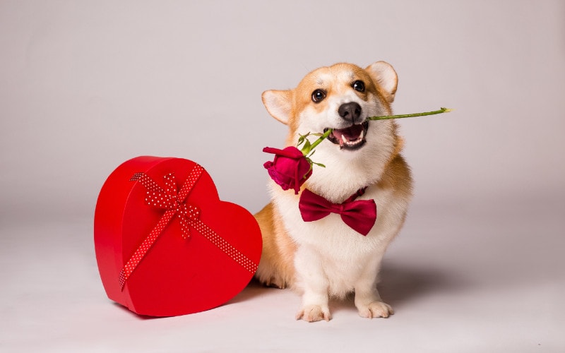 corgi dog with flower and valentine
