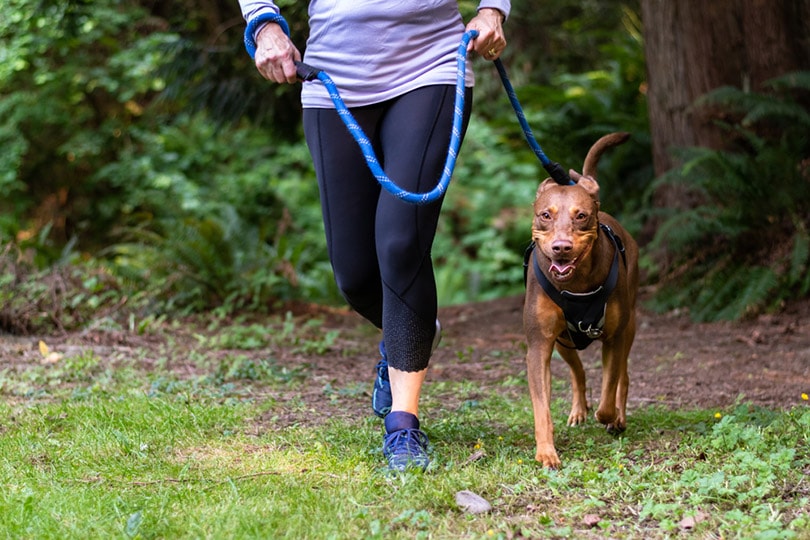 cropped woman running on a trail in the woods with her energetic dog on harness and leash