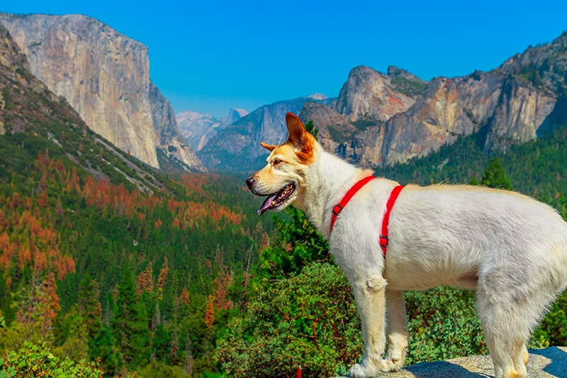 white dog looking the panorama at El Capitan Tunnel View overlook in Yosemite National Park