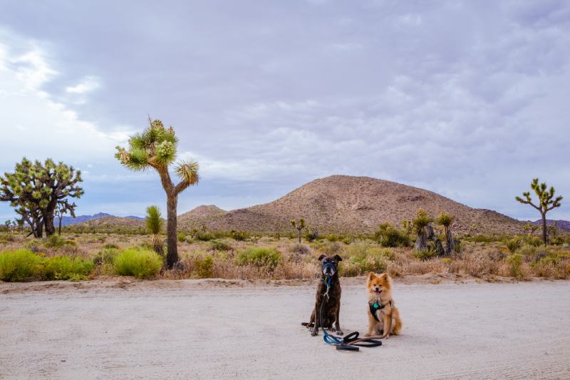 dogs in Joshua Tree National Park