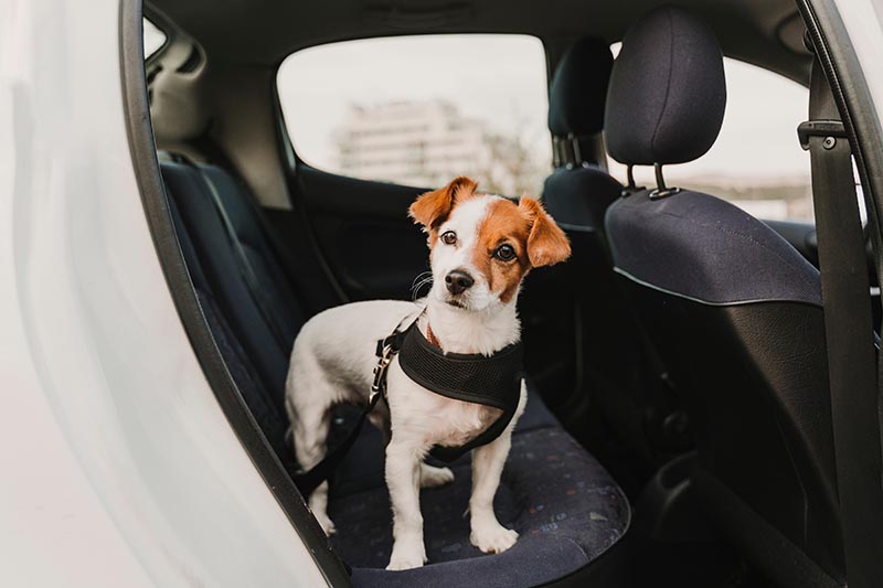 cute small jack russell dog in a car wearing a safe harness and seat belt in a car